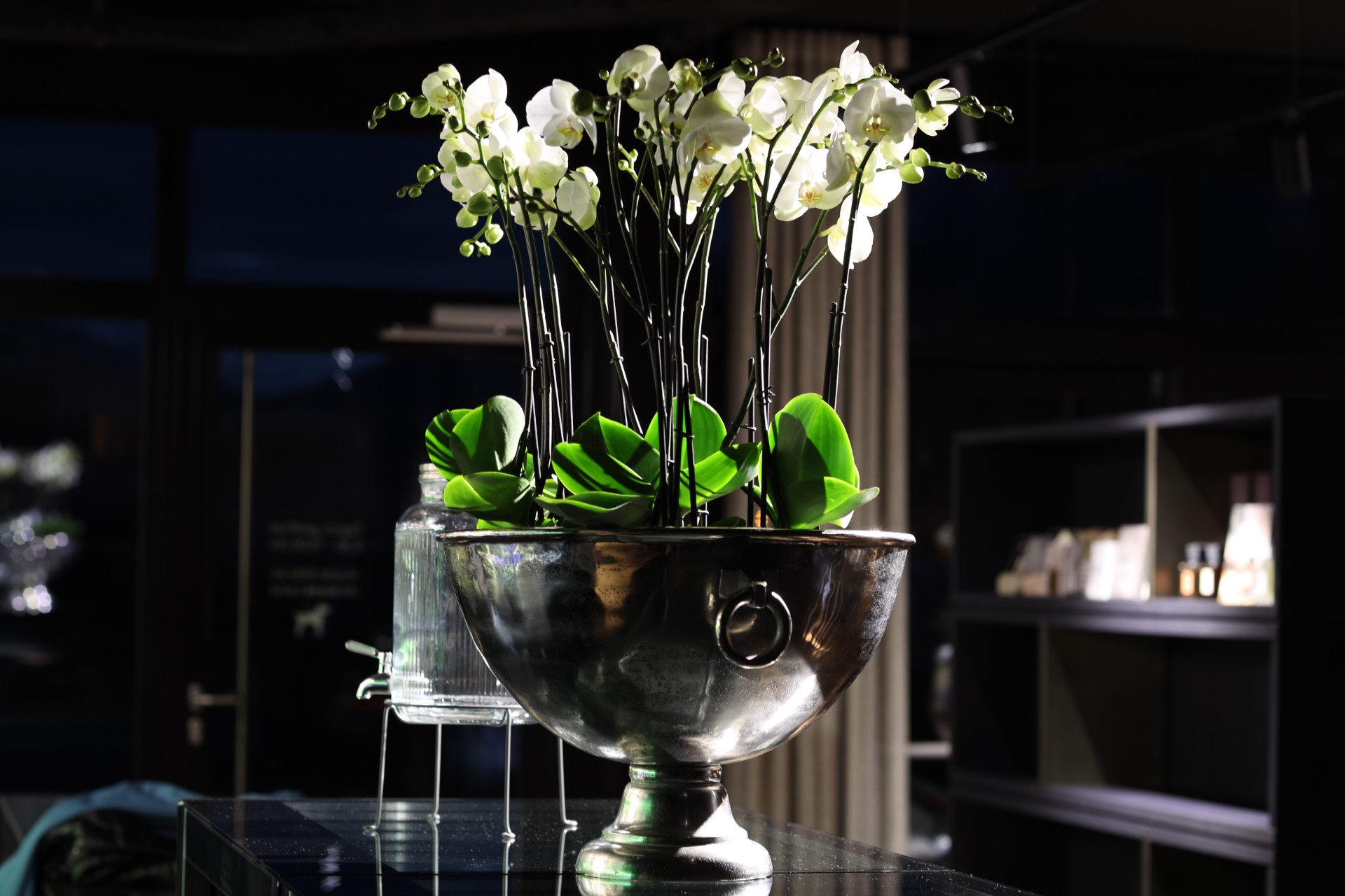 Weiße Orchideen im Cafe Carfigo